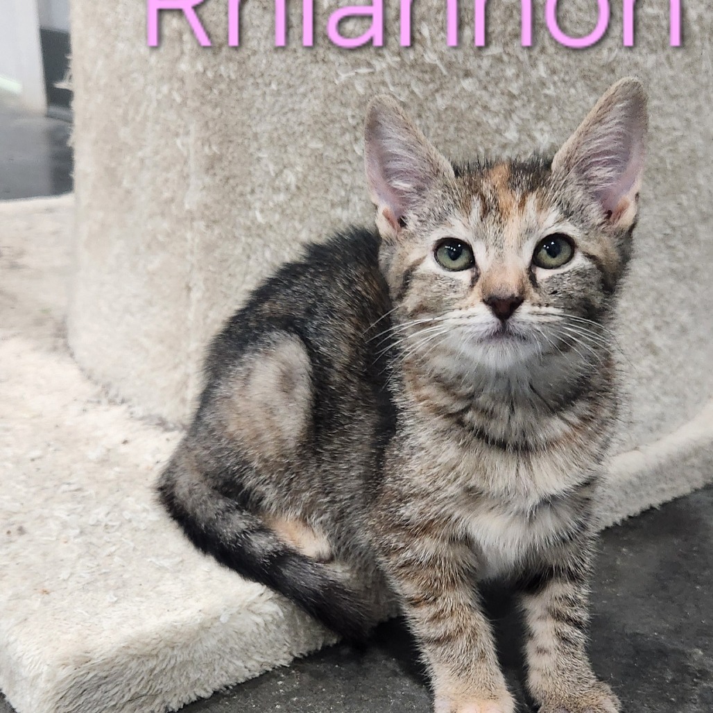Rhiannon