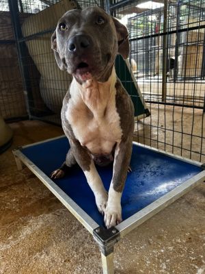 ATHENA, Adult Female American Bulldog