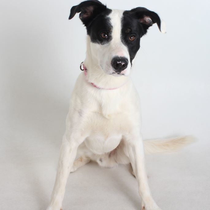 Pongo