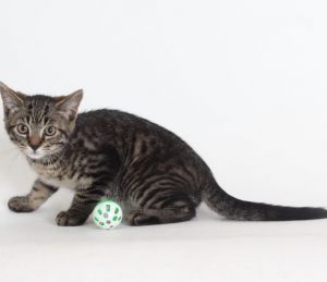 Rocket, Baby Male Domestic Short Hair