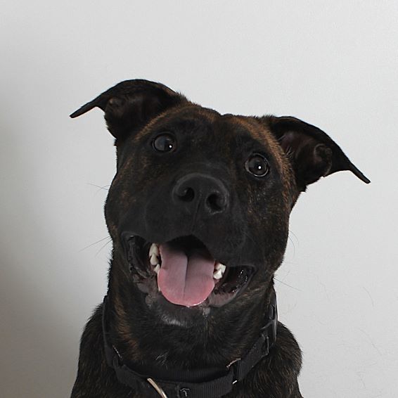 Rocky, an adoptable Pit Bull Terrier in Redding, CA, 96099 | Photo Image 1