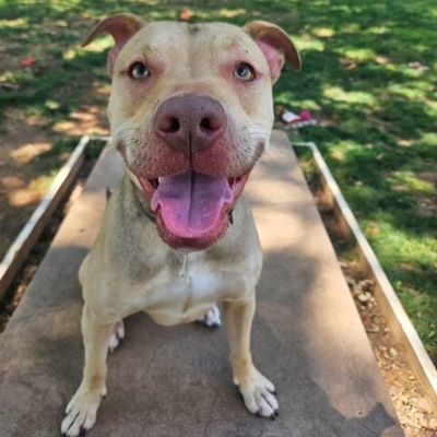Theo, an adoptable Pit Bull Terrier in Redding, CA, 96099 | Photo Image 7