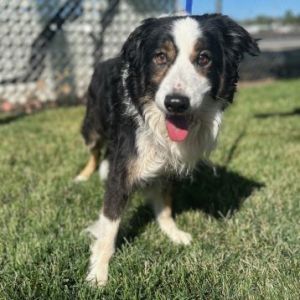 Duke, Senior Male Border Collie