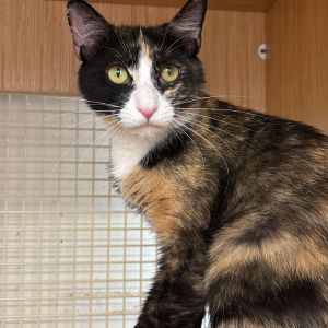 Linda the Lunch Lady, Adult Female Domestic Short Hair