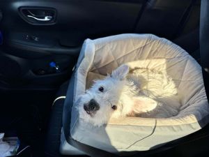 Mike, Baby Male Mixed Breed