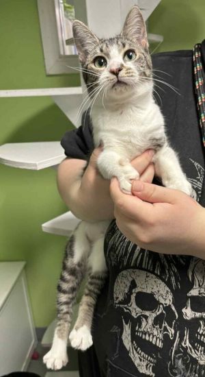 Loona, Adult Female unknown