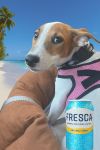 Fresca Luna photo 1