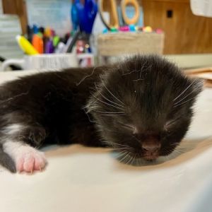 Moss, Baby Male Domestic Short Hair