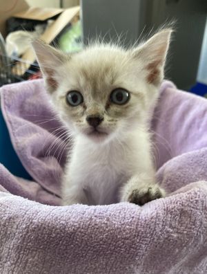 Ankara, Baby Male Siamese