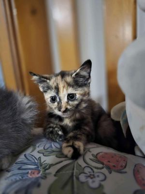 Tikka YOUNG TORTI FEMALE, Young Female Domestic Short Hair