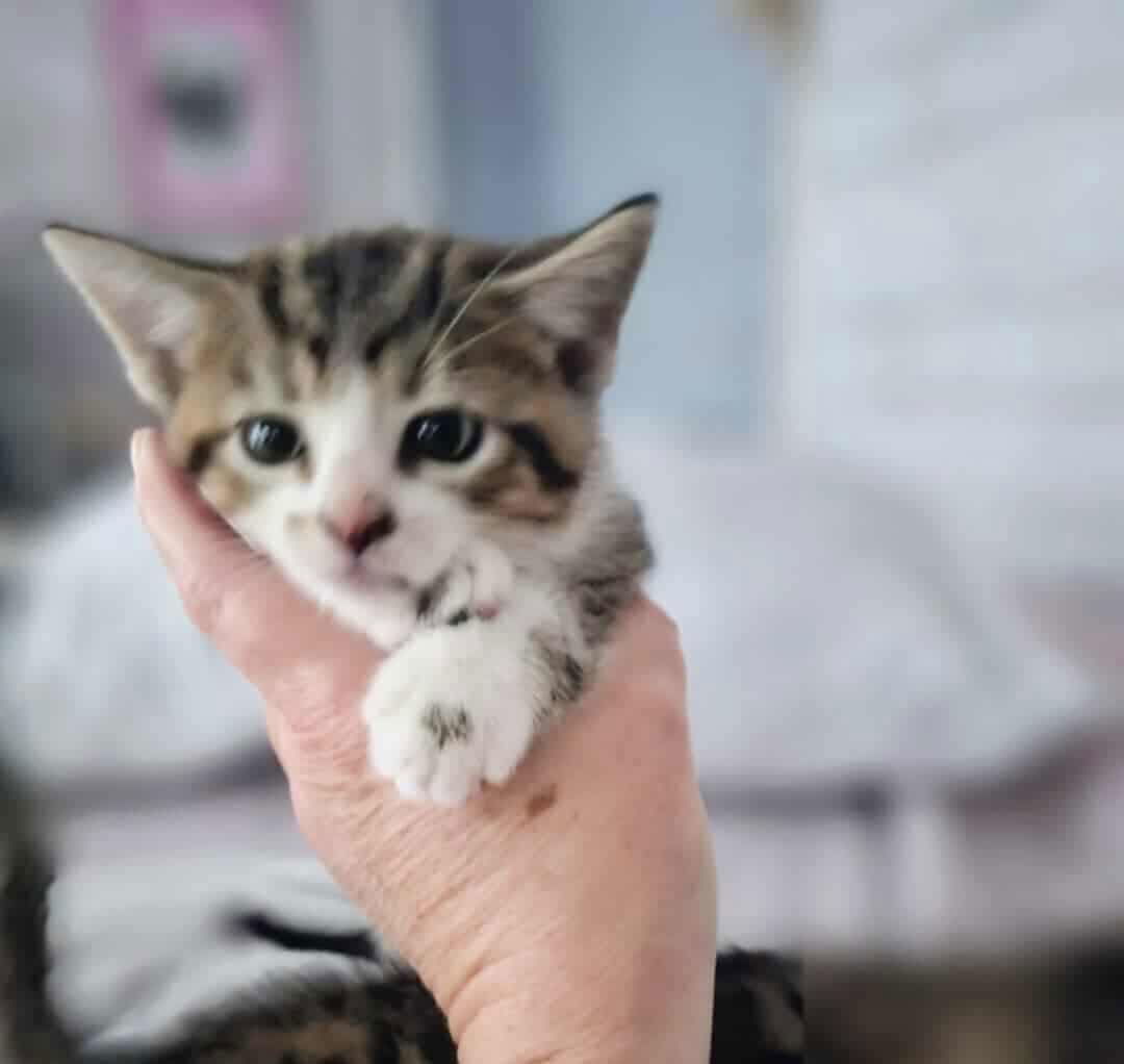 Popcorn YOUNG MALE TABBY