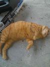 Leo ORANGE TABBY ADULT MALE FIV+ photo 1