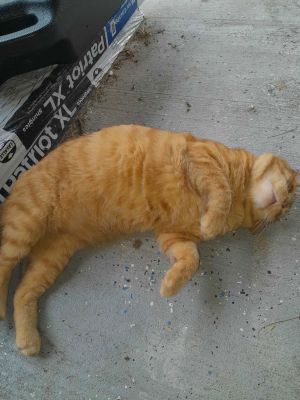 Leo ORANGE TABBY ADULT MALE FIV+, Adult Male Domestic Short Hair