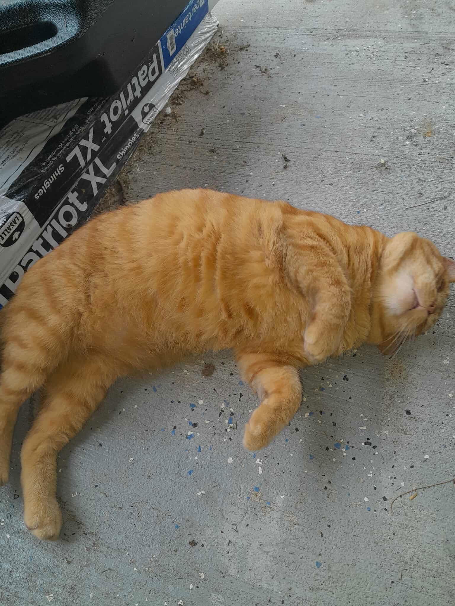 Leo ORANGE TABBY ADULT MALE FIV+