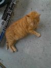 Leo ORANGE TABBY ADULT MALE FIV+ photo 2