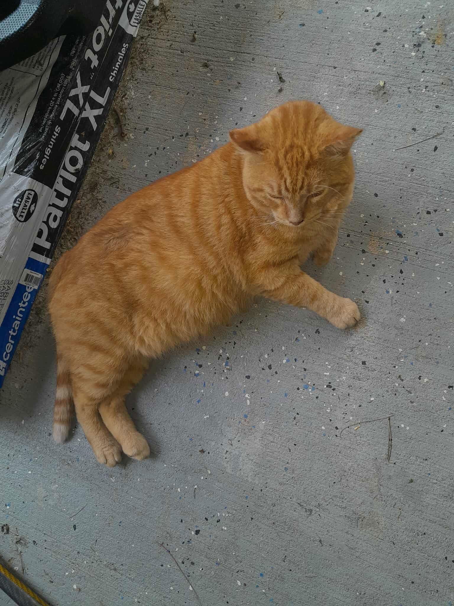 Leo ORANGE TABBY ADULT MALE FIV+