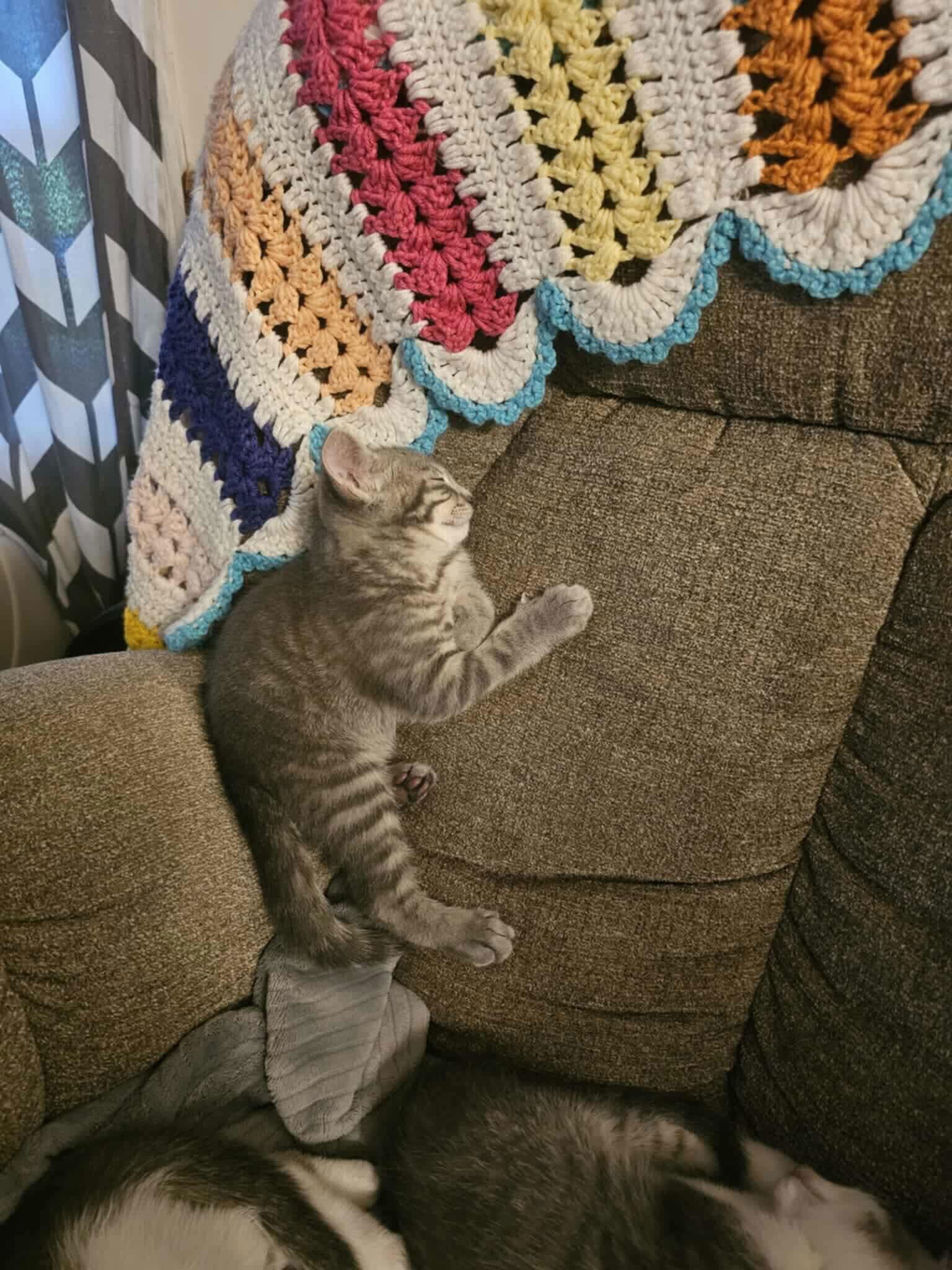 Reggie YOUNG TABBY MALE