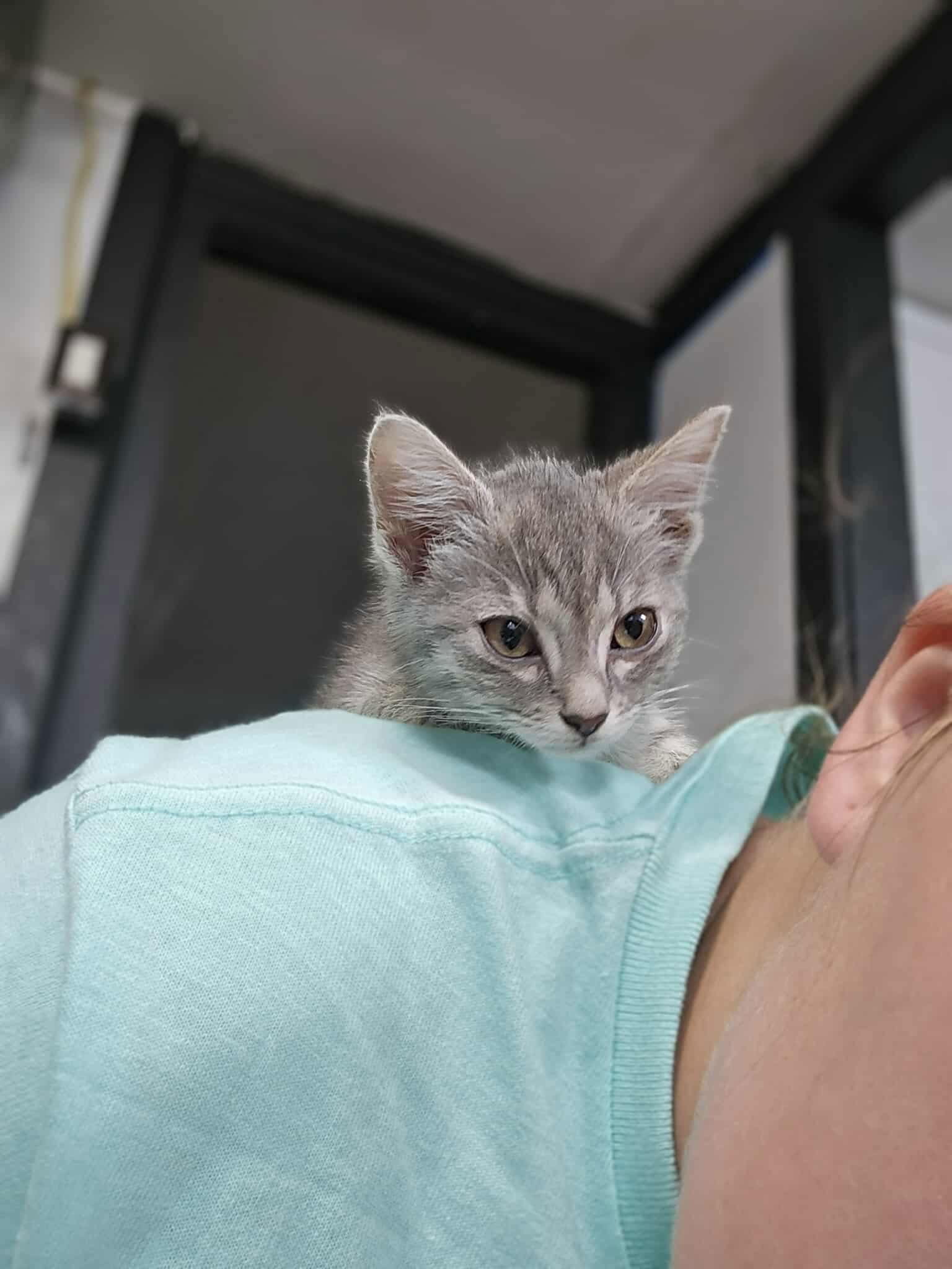 Pita YOUNG FEMALE GRAY TABBY