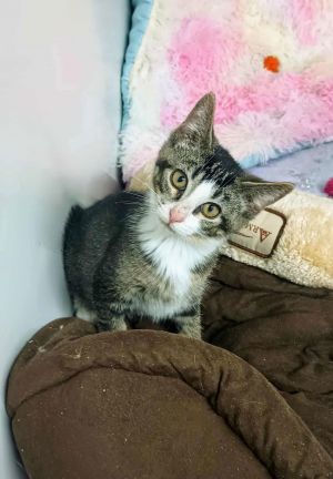 Rafe YOUNG ABYSSINIAN MIX MALE, Young Male Domestic Short Hair