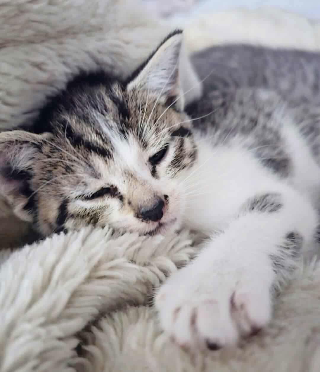 Polly YOUNG TABBY FEMALE