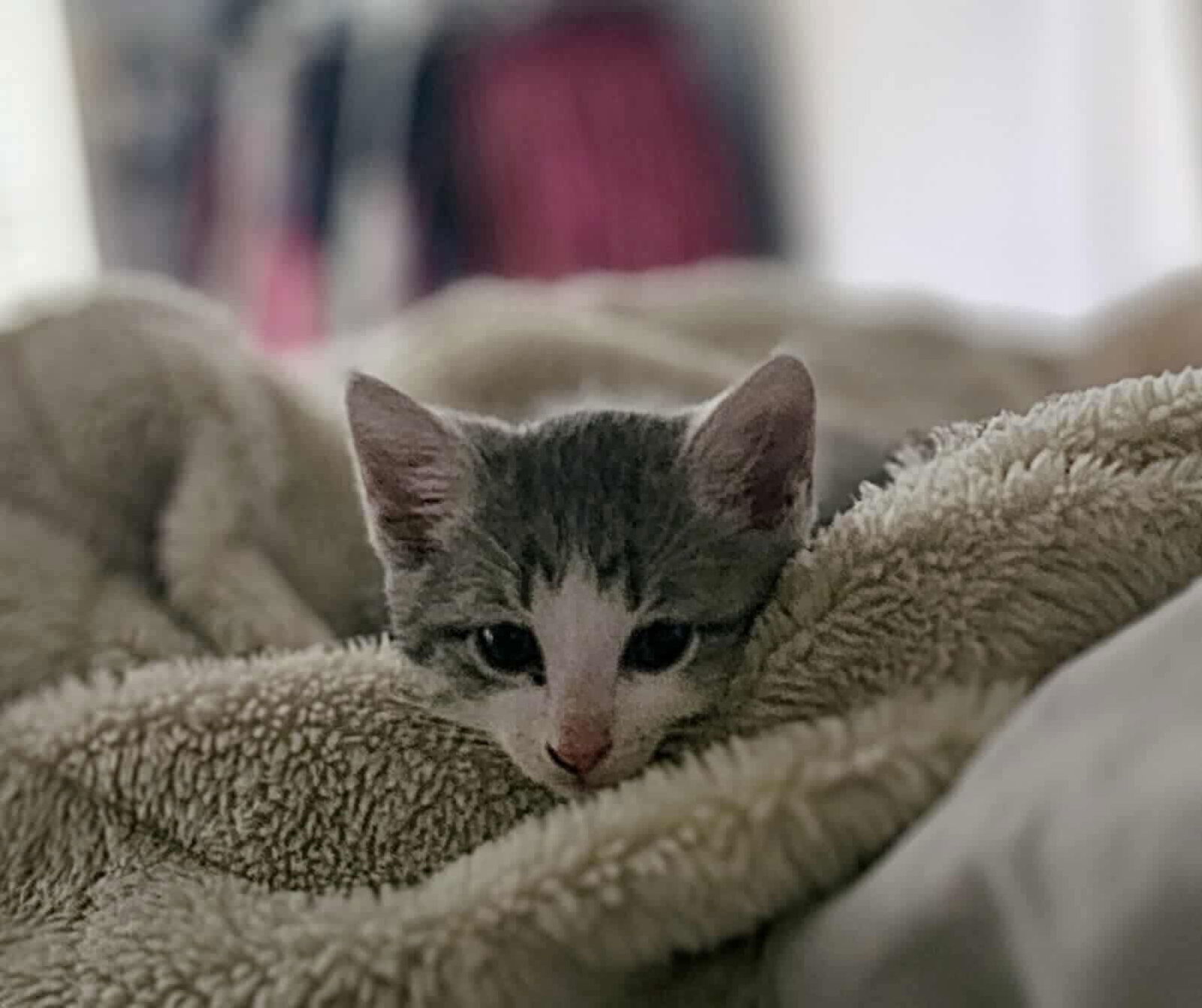 Wilson YOUNG GREY TABBY MALE