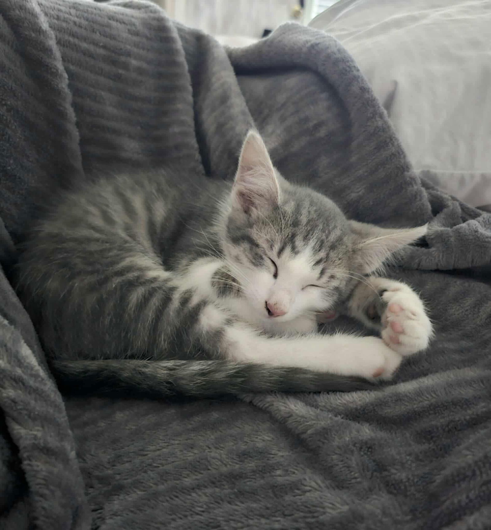 Wilson YOUNG GREY TABBY MALE