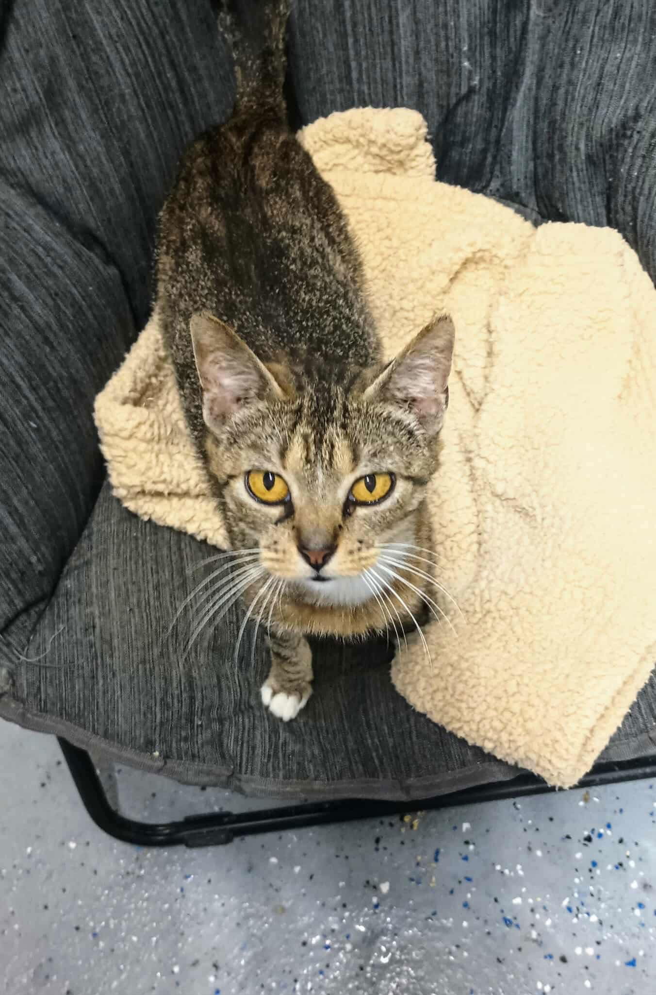 Sadie ADULT FEMALE TABBY FIV+