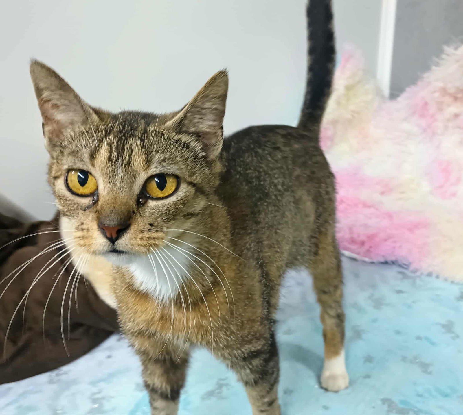 Sadie ADULT FEMALE TABBY FIV+