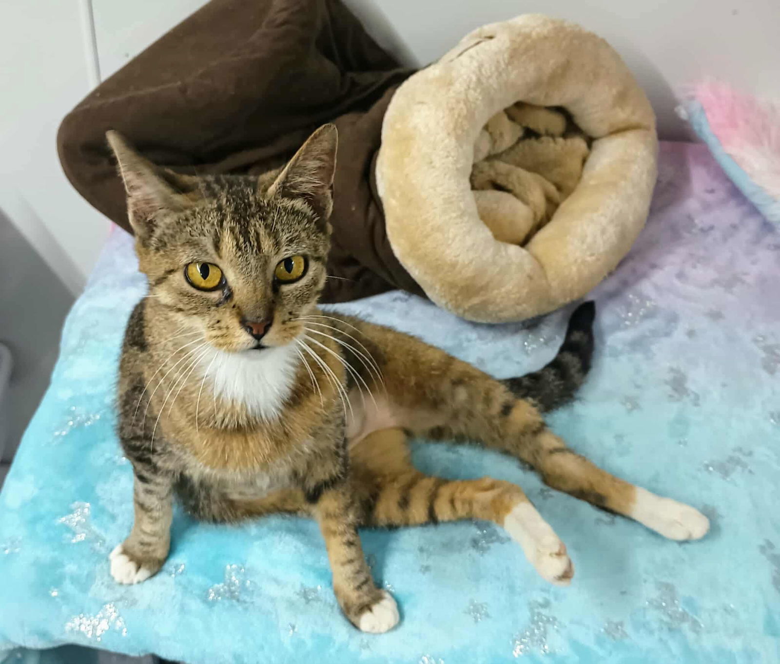 Sadie ADULT FEMALE TABBY FIV+