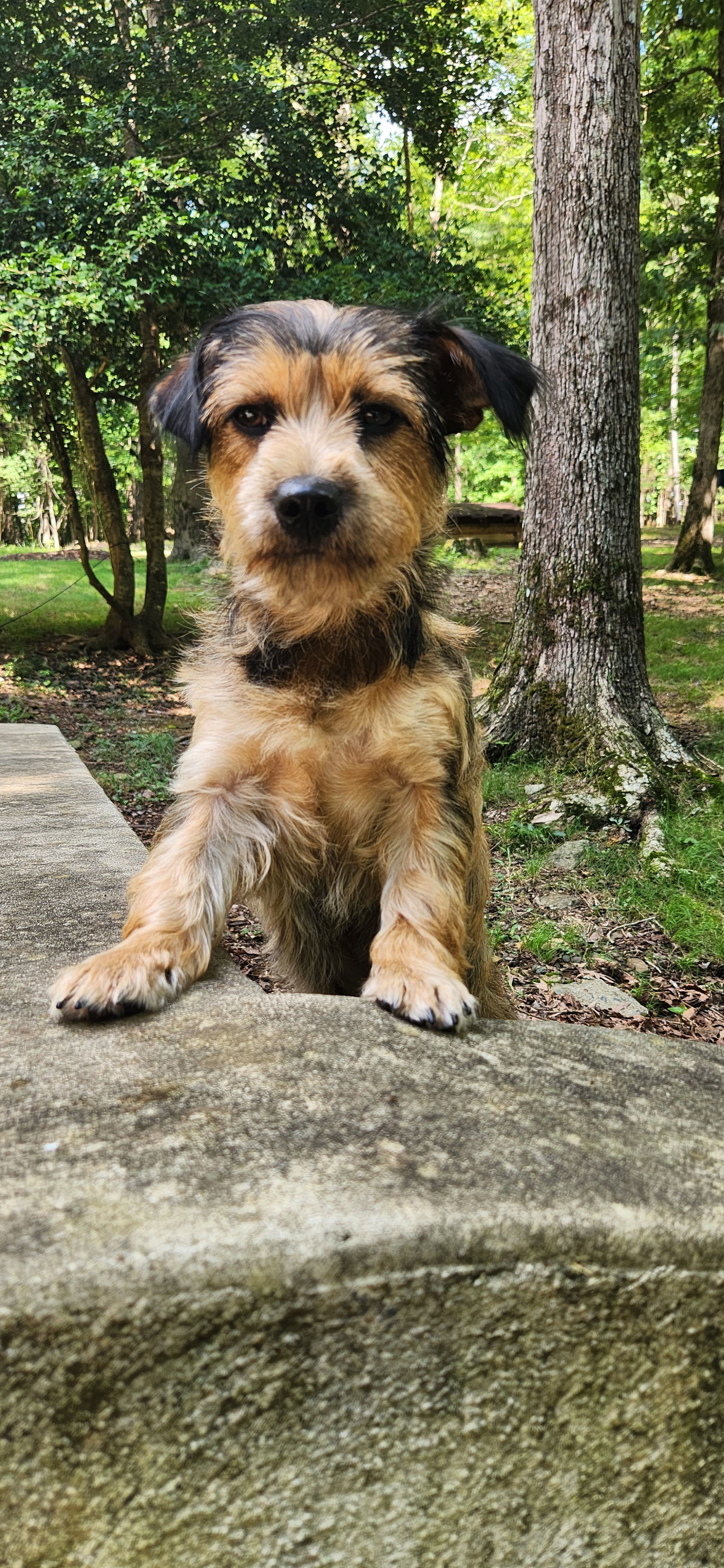Hazel