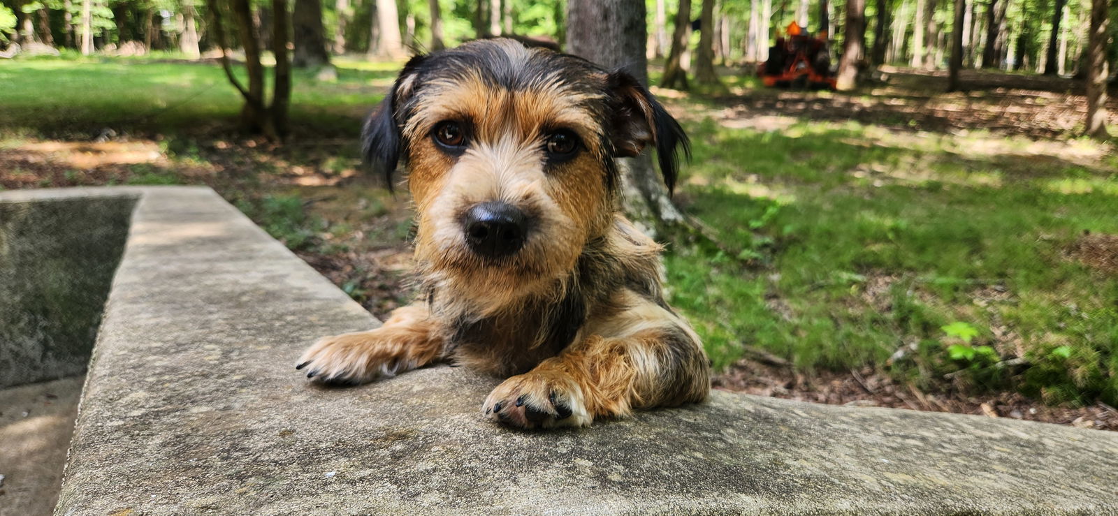 Hazel