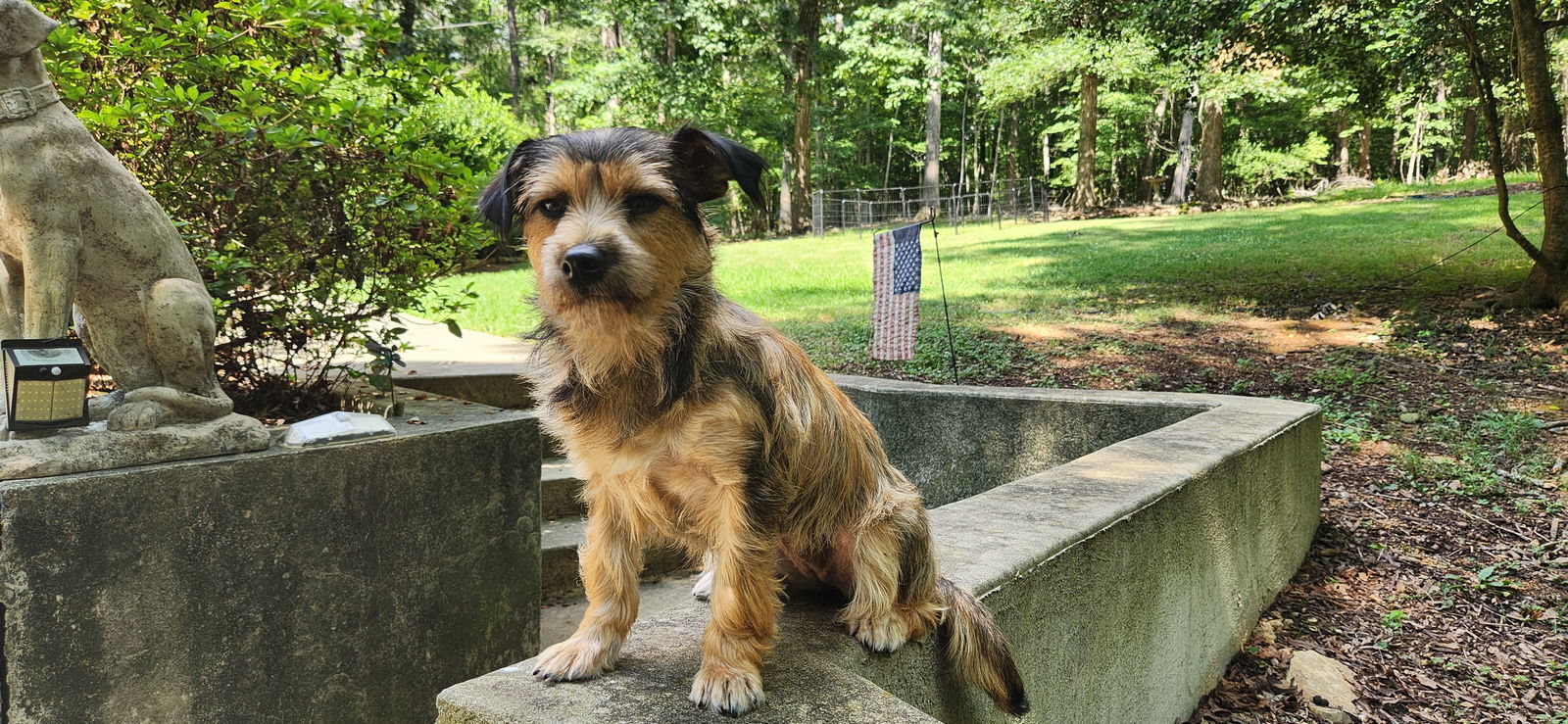 Hazel