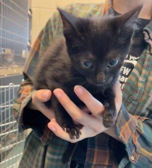 Choji, Baby Male Domestic Short Hair