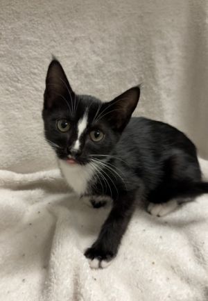 Tillie, Baby Female Domestic Short Hair