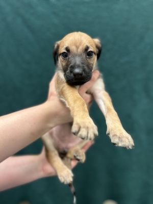 Fergie, Baby Female Labrador Retriever