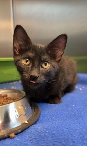 Venus, Baby Female Domestic Short Hair