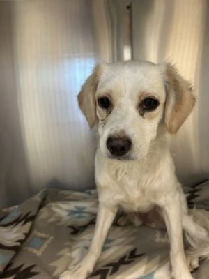Clifton, Adult Male Spaniel