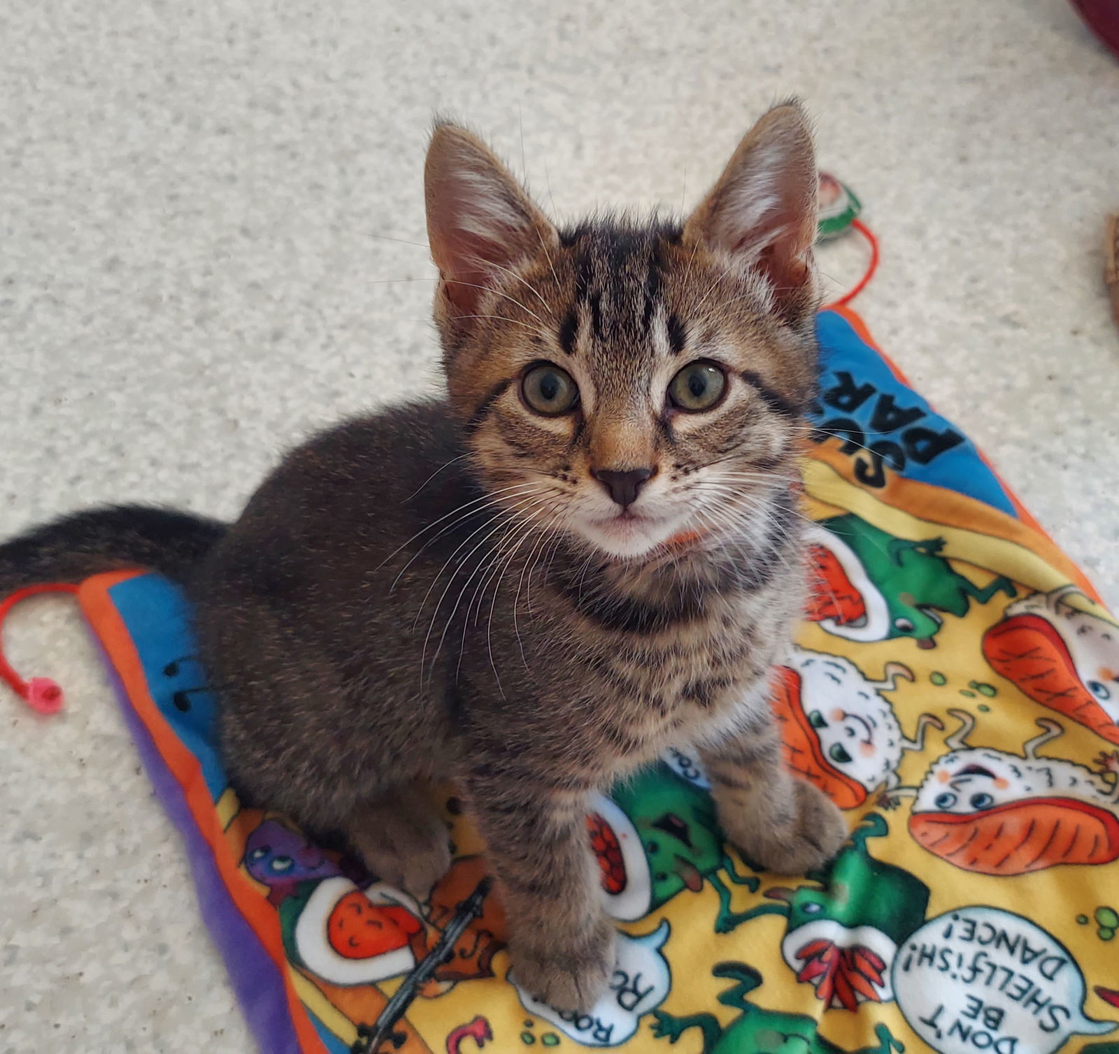 Basil