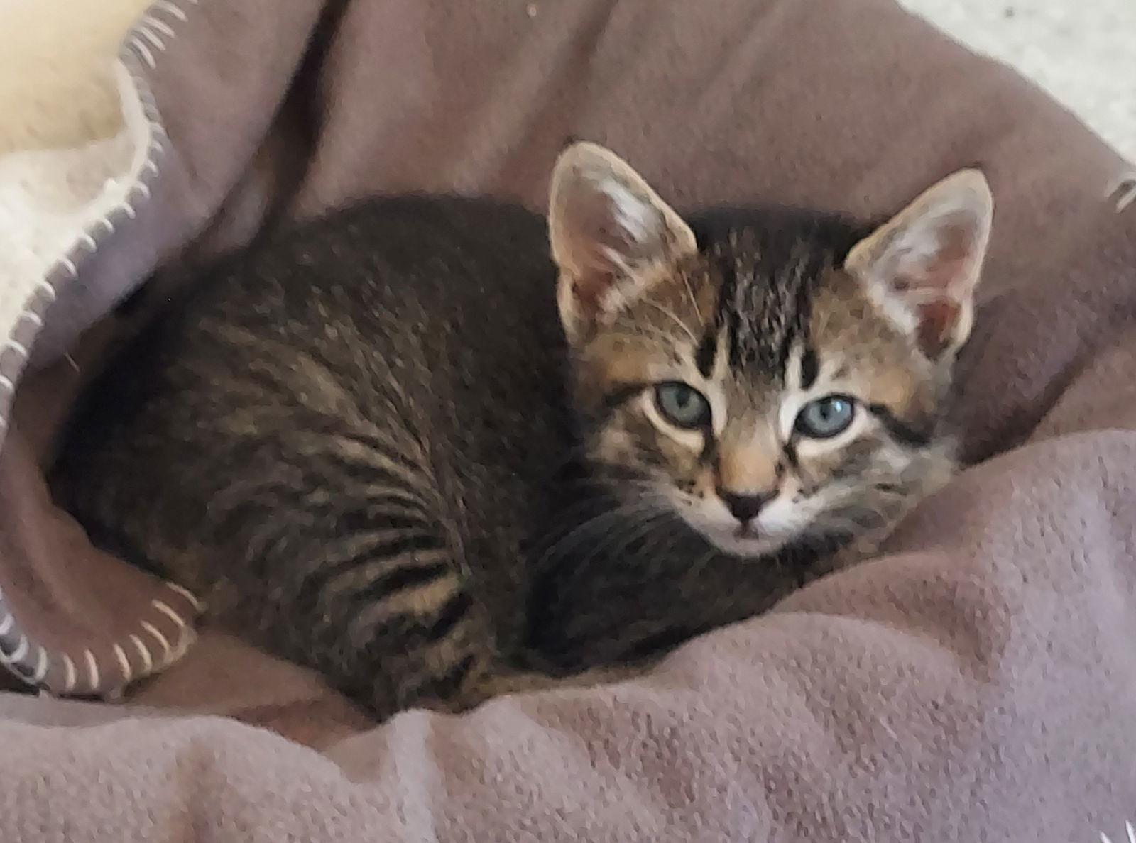 Basil