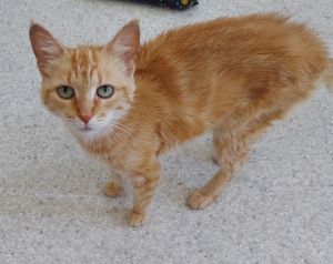 Daisy Mae, Adult Female Domestic Short Hair