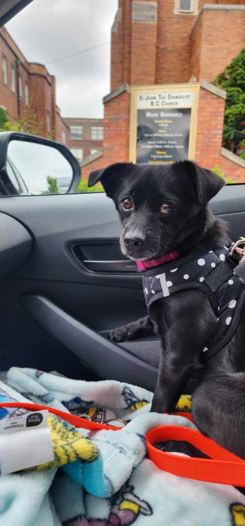 Mocha, an adoptable Schipperke in Tenafly, NJ, 07670 | Photo Image 1
