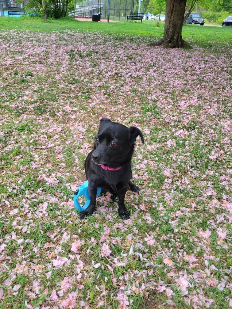 Mocha, an adoptable Schipperke in Tenafly, NJ, 07670 | Photo Image 2