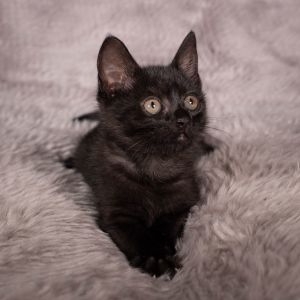 Burlington - Andrea foster, Baby Male Domestic Short Hair