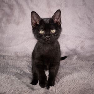 Porter - Andrea foster, Baby Male Domestic Short Hair