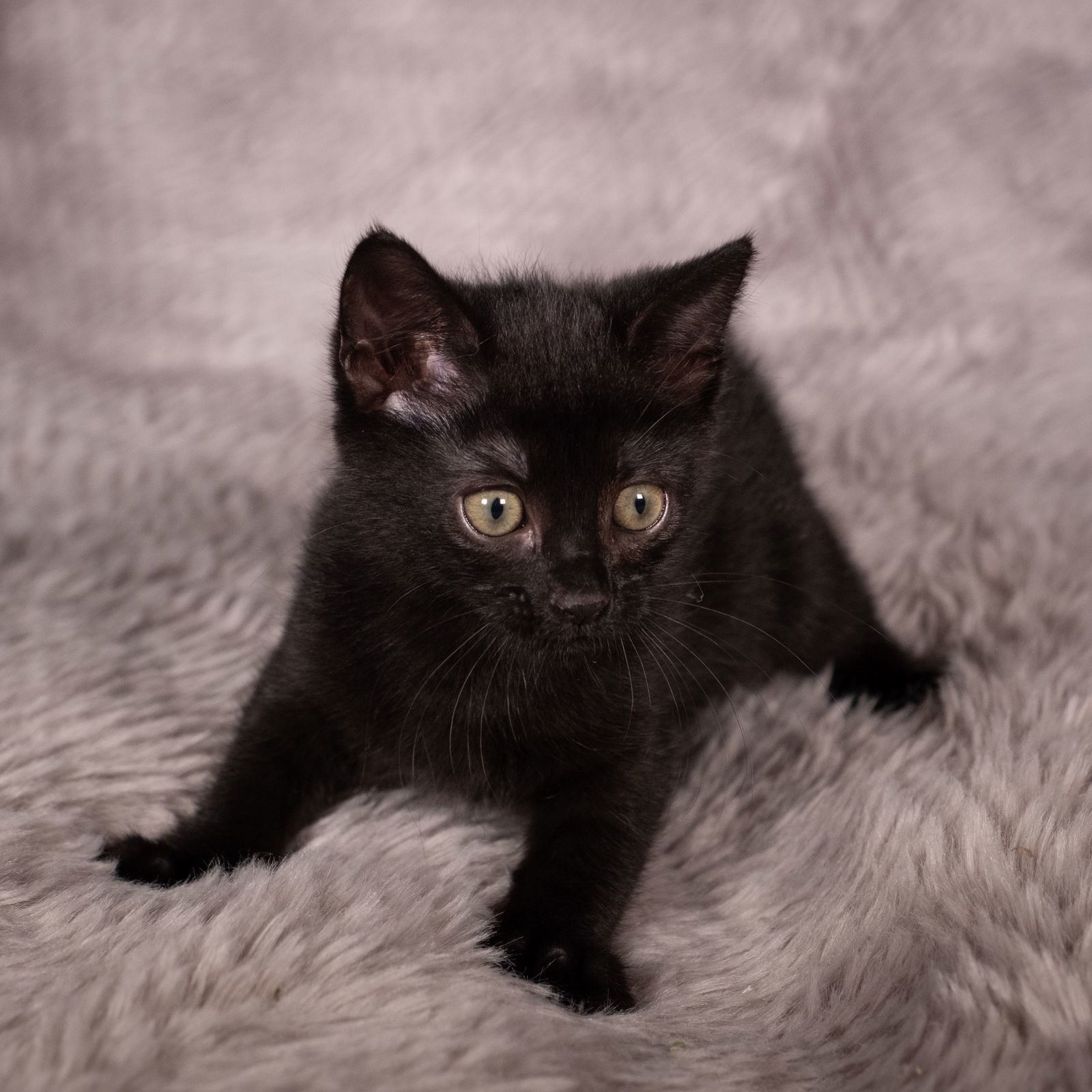 Bass Cat - Andrea foster