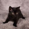 Bass Cat - Andrea foster photo 1
