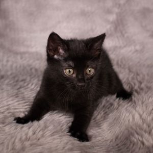 Bass Cat - Andrea foster, Baby Female Domestic Short Hair