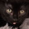 Bass Cat - Andrea foster photo 2