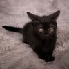 Bass Cat - Andrea foster photo 3