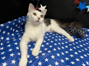 Momo Tabby Cat